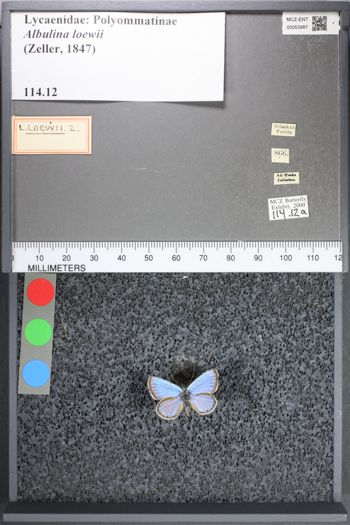 Media type: image;   Entomology 53987
